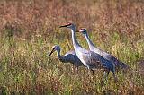 Sandhill Cranes_36260